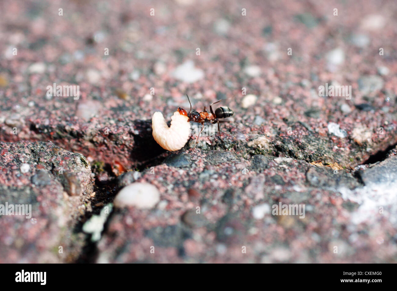 Ant durante la rimozione del cibo Foto Stock