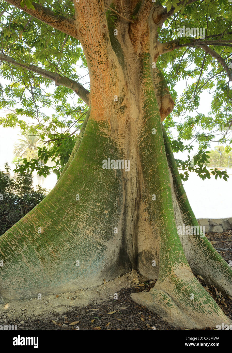 Il tronco di un albero tropicale Ceiba pentandra Foto Stock