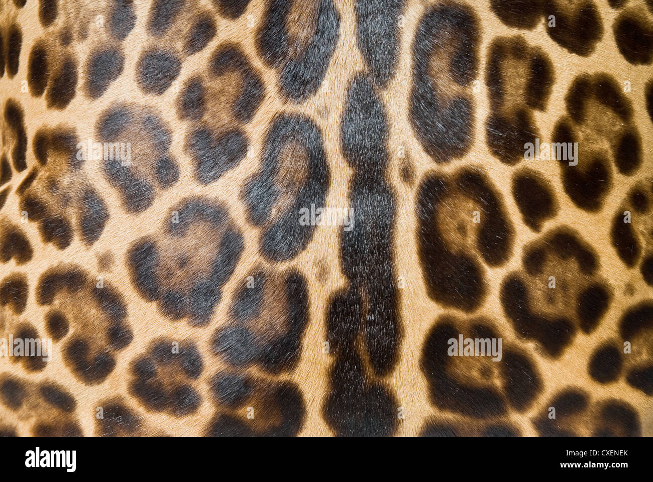 Leopard sfondo della pelle Foto Stock