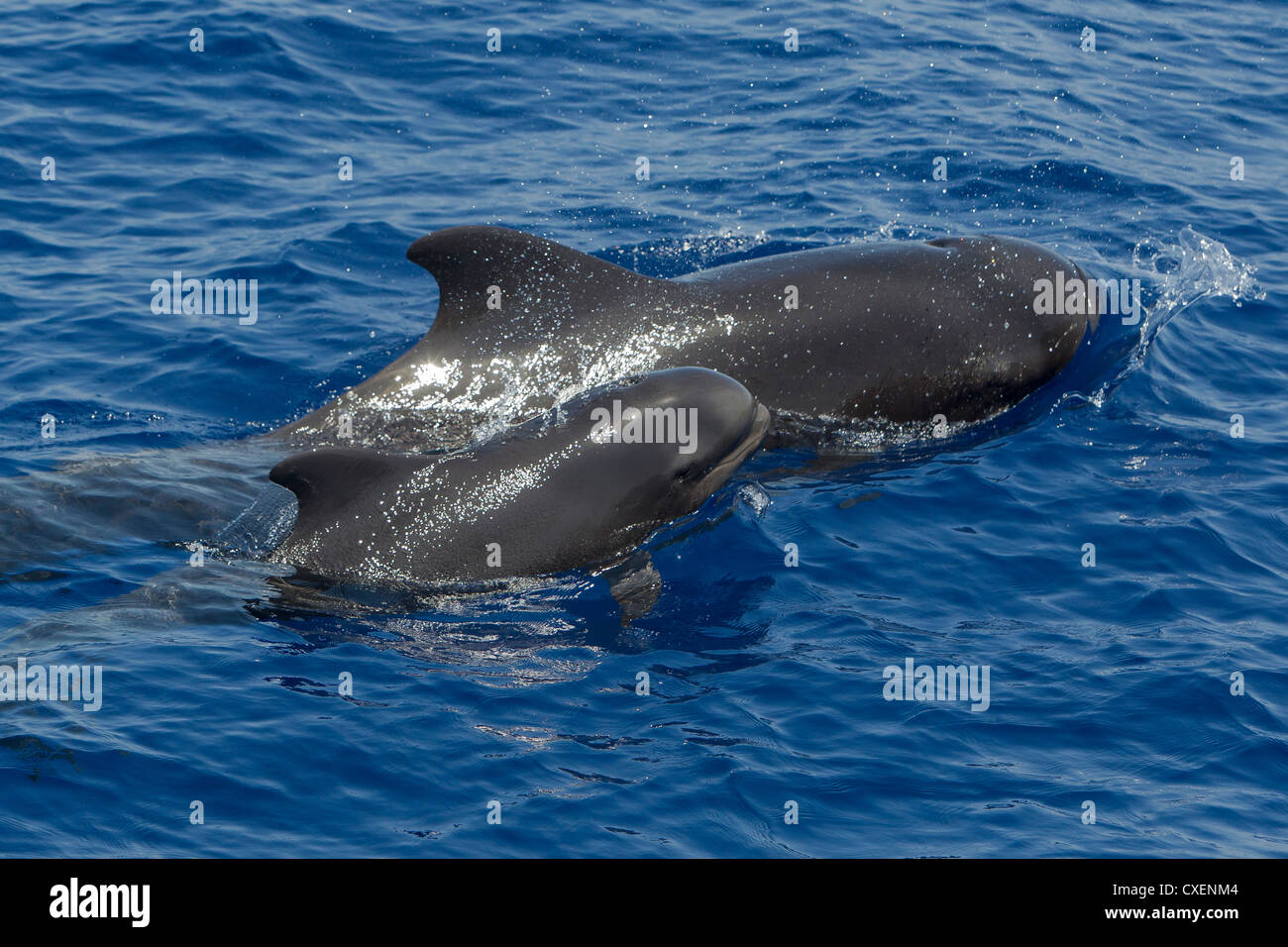 A breve alettato di Balene Pilota, Globicephala macrorhynchus, Indischer Grindwal, selvatici, Maldive, Oceano Indiano, madre e coppia di vitello Foto Stock