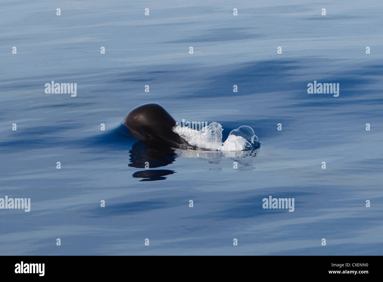 A breve alettato di Balene Pilota, Globicephala macrorhynchus, Indischer Grindwal, selvatici, Maldive, Oceano Indiano Foto Stock