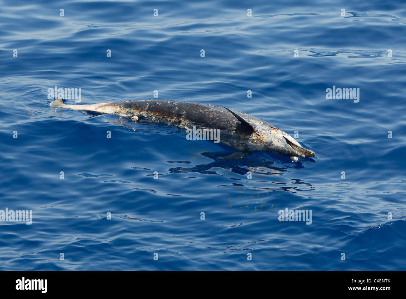 Dolphin, maschio, morto e decadenti, Maldive, Oceano Indiano Foto Stock