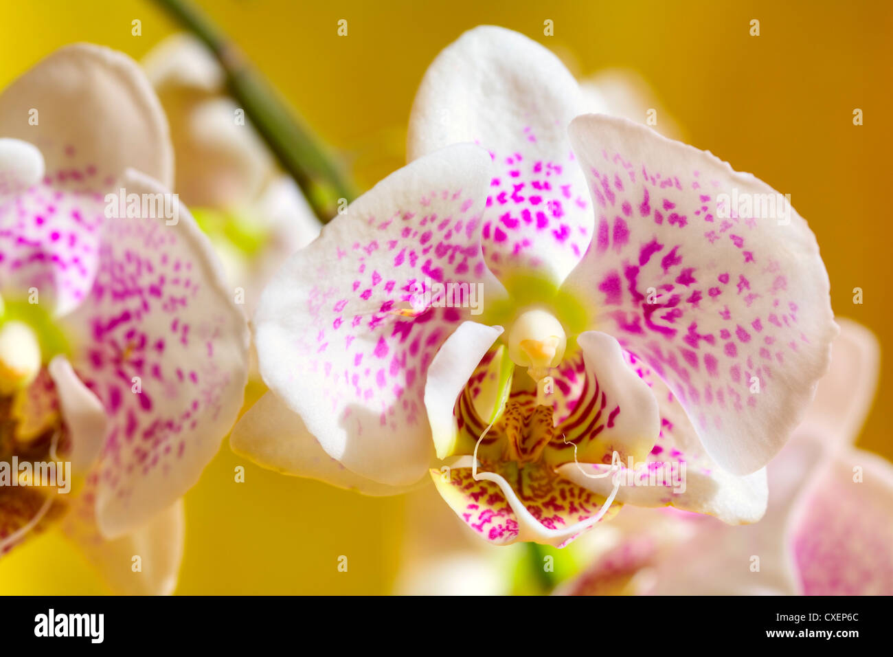 Close up di un fiore di orchidea su sfondo giallo Foto Stock
