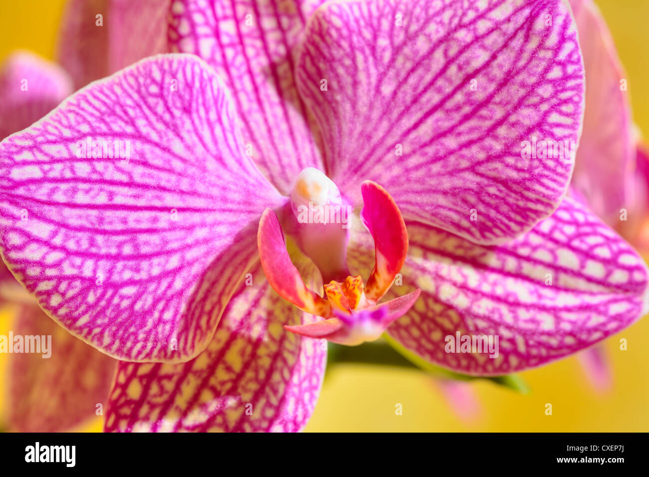 Close up di un fiore di orchidea su sfondo giallo Foto Stock