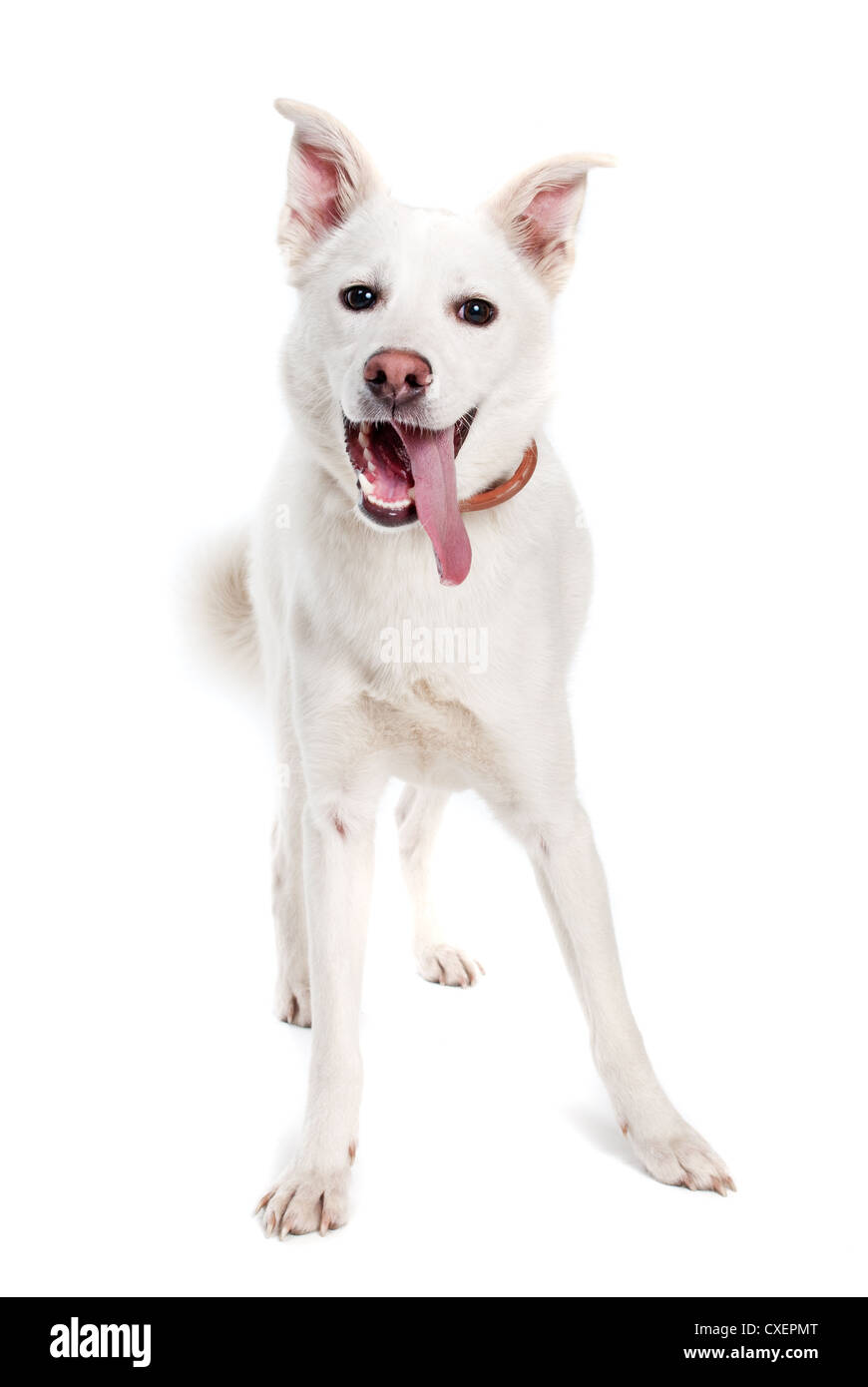 Cane bianco su sfondo bianco Foto Stock