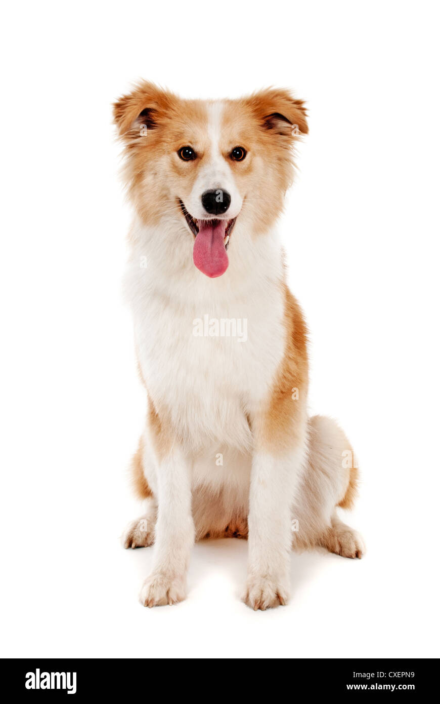 Il cane rosso guarda nella fotocamera su sfondo bianco Foto Stock