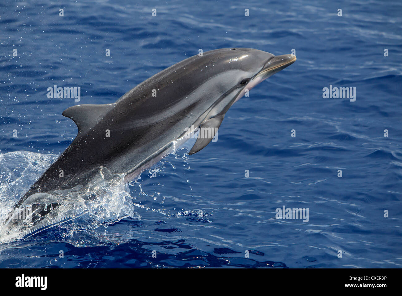 Striped Dolphin, Blau-Weißer Delfin, Stenella coeruleoalba, selvatici, saltando Maldive Oceano Indiano Foto Stock