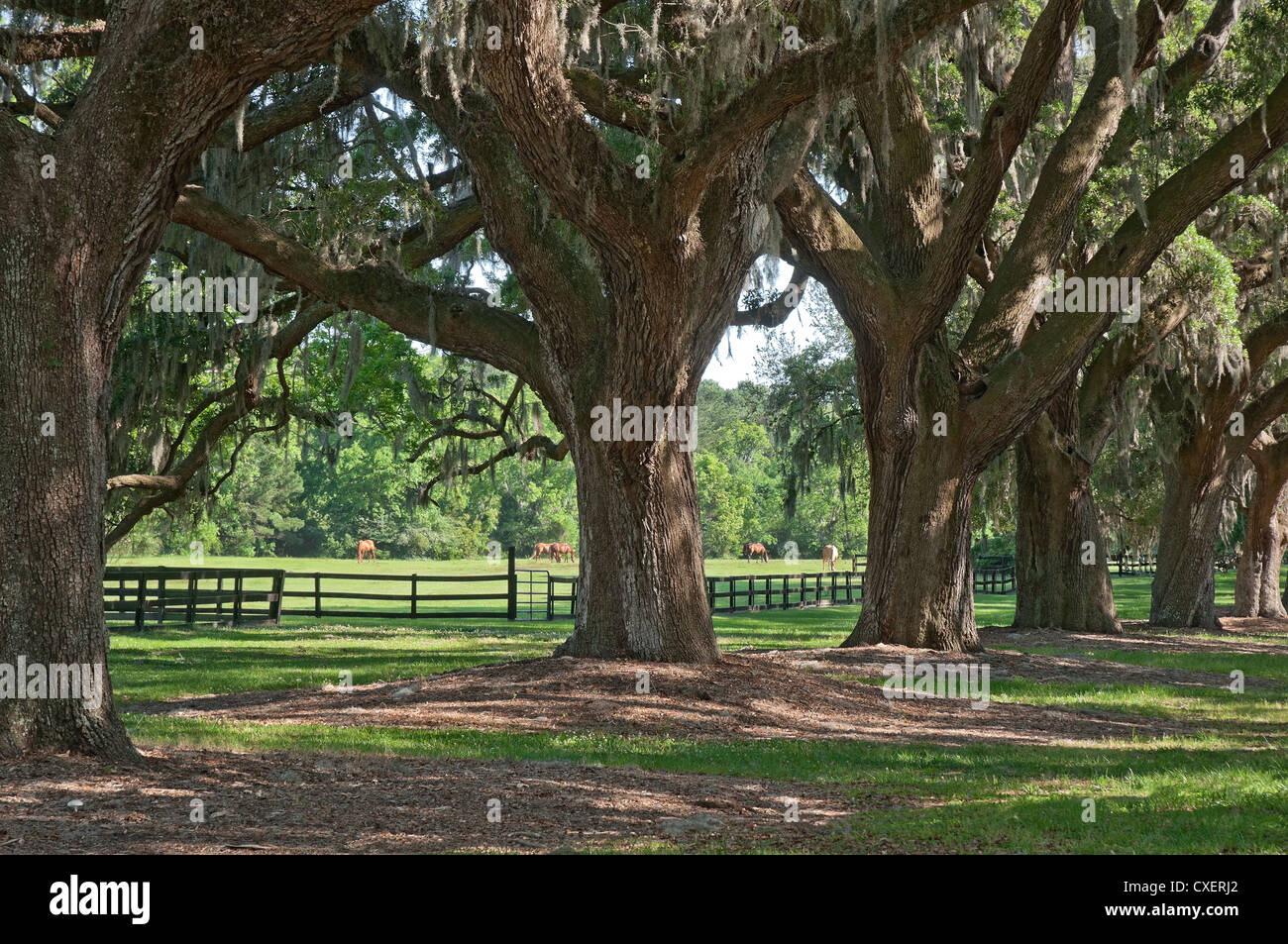 Boone Hall Plantation vicino a Charleston, Carolina del Sud--3/4 miglio lungo 'Avenue di querce" accoglie i visitatori di entrare i motivi. Foto Stock