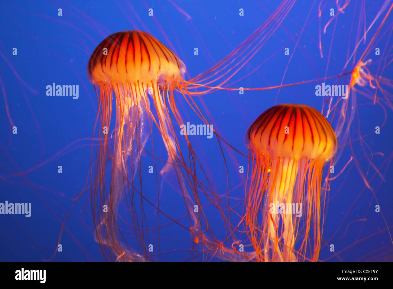 Magnifico luminoso meduse esotiche Foto Stock
