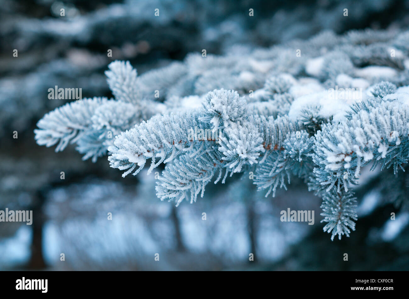 Gelo invernale su albero di abete close-up . Foto Stock