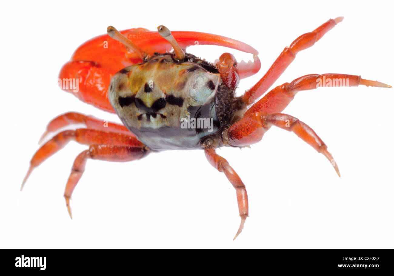 Animale fiddler crab isolati su sfondo bianco Foto Stock