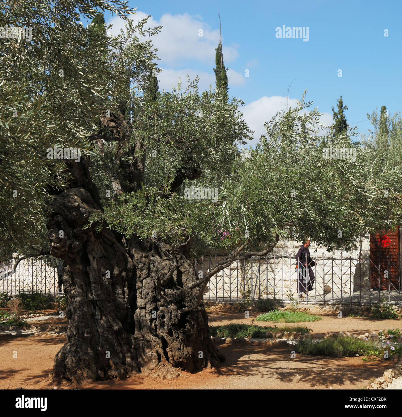 Il monaco nel giardino del Getsemani Foto Stock