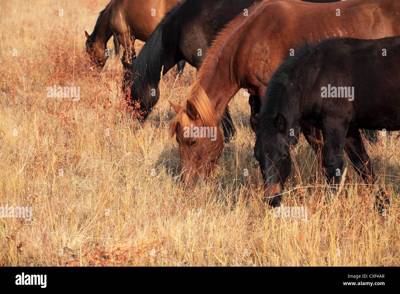 I cavalli sono il pascolo Foto Stock