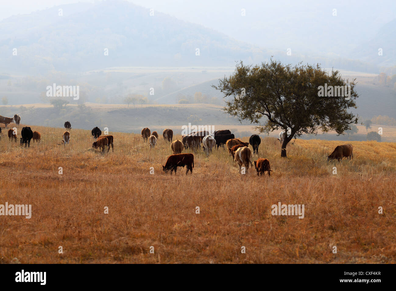 Le mucche al pascolo in autunno Foto Stock