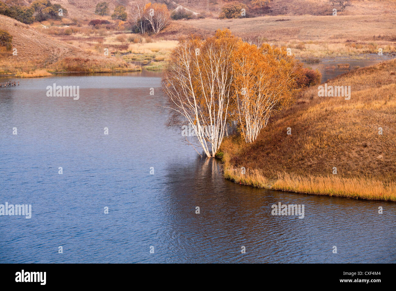 Di betulle a waterside in autunno Foto Stock