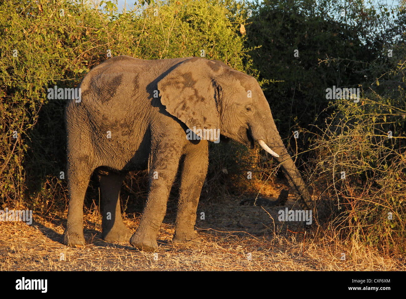 Elephant Botsuana Moremi Foto Stock