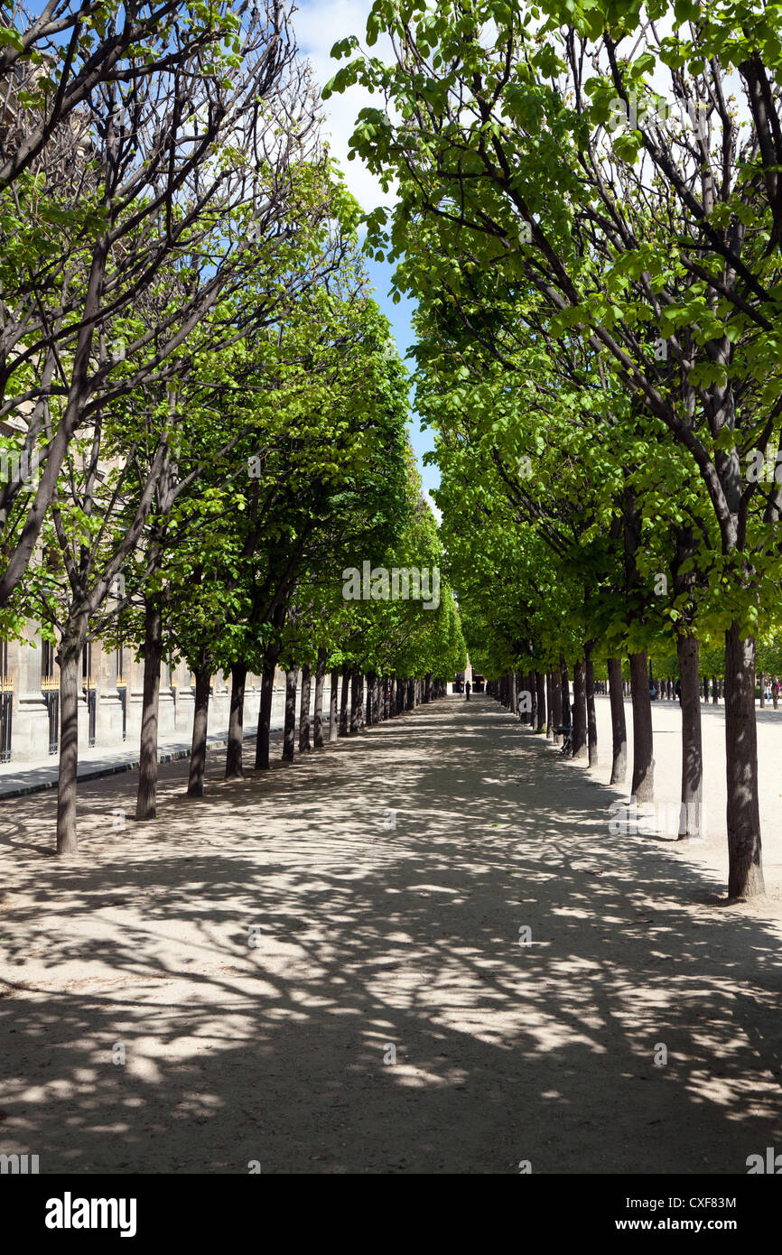 Alberi ombrosi nel Palais Royal, Paris, Francia Foto Stock