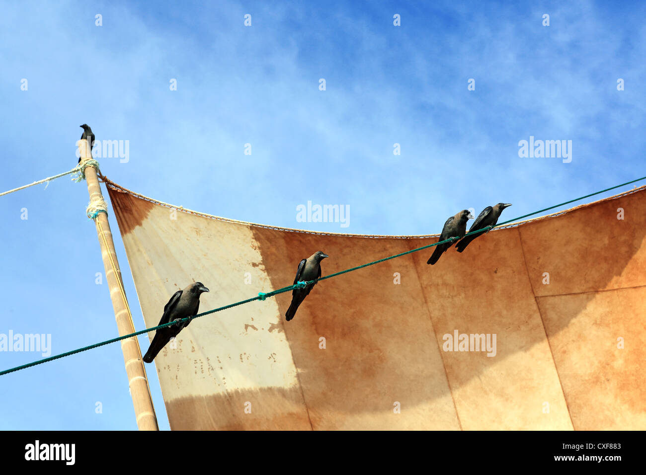 I corvi appollaiato sulla vela di catamarano barca da pesca in attesa di sfridi sulla spiaggia di Negombo, Sri Lanka. Foto Stock