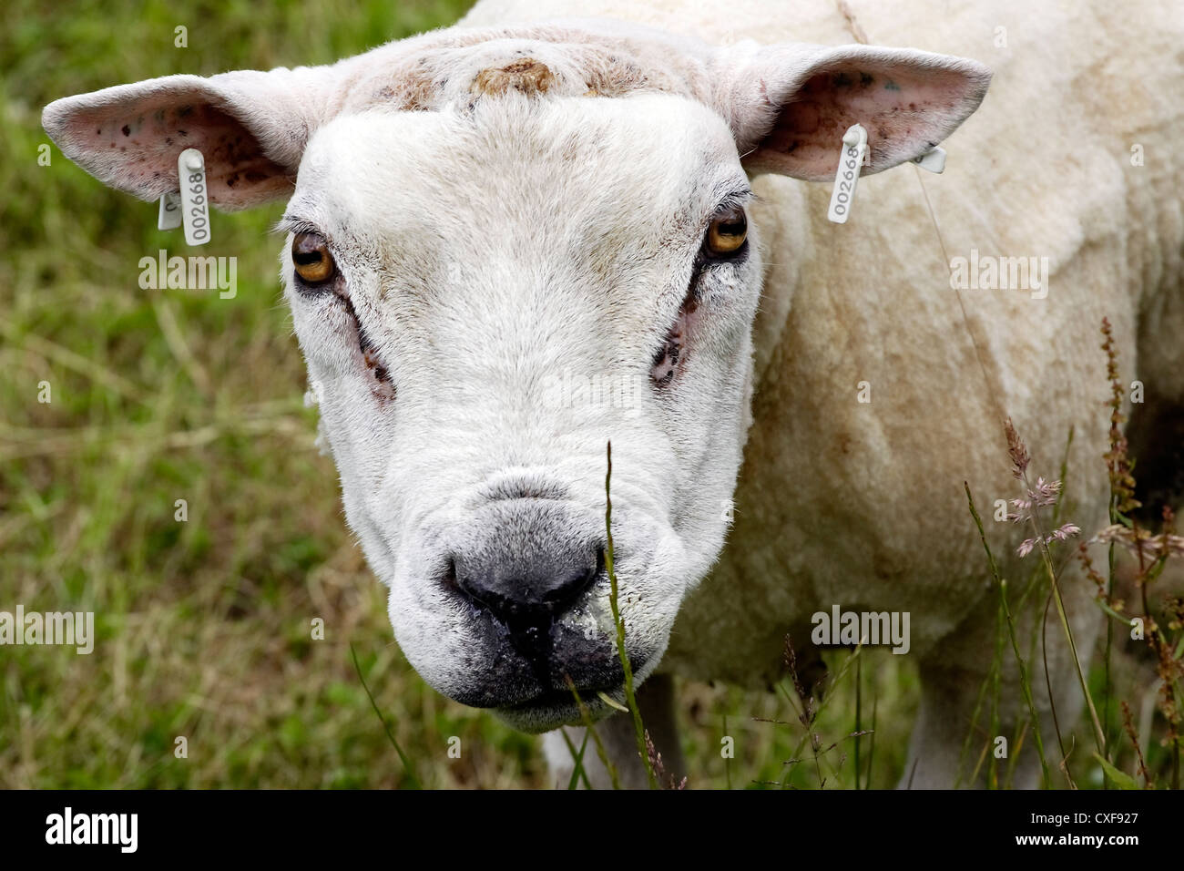 Un primo piano ritratto di una ram. Foto Stock