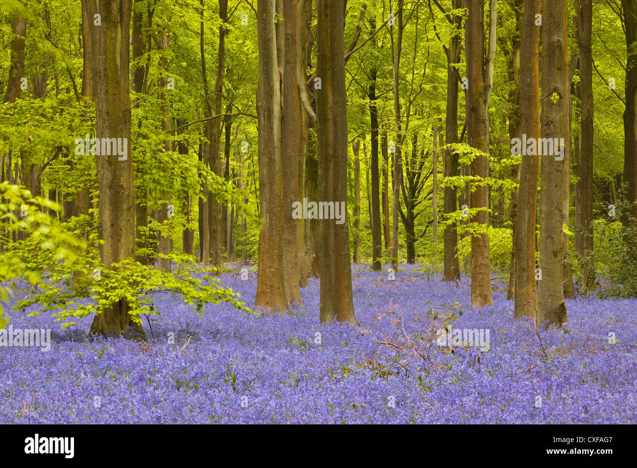 Bluebells tra i faggi del West boschi, Wiltshire. Foto Stock