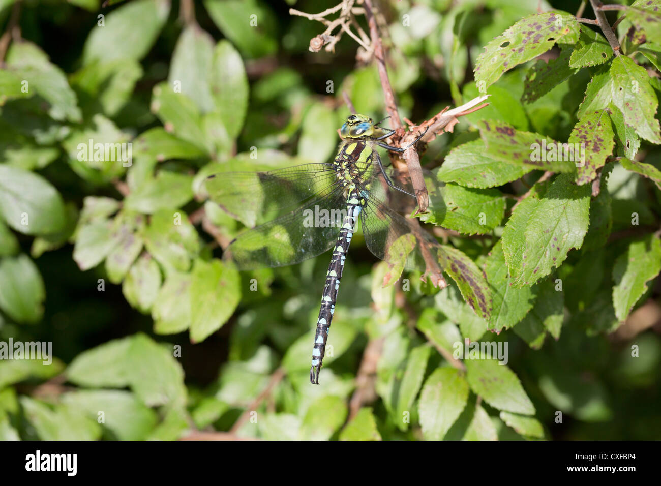 Southern Hawker; Aeshna cyanea; dragonfly; maschio; Regno Unito Foto Stock