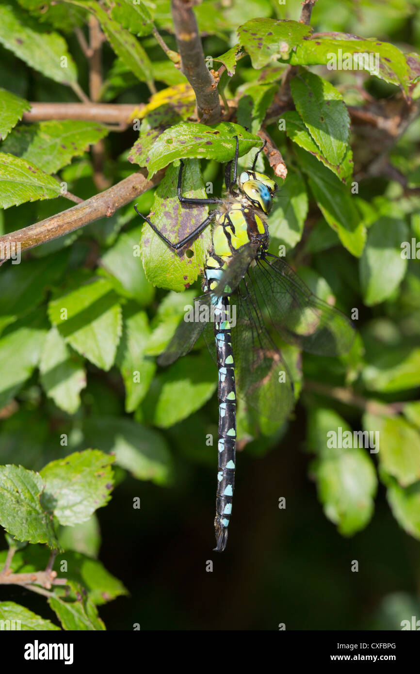 Southern Hawker; Aeshna cyanea; dragonfly; maschio; Regno Unito Foto Stock