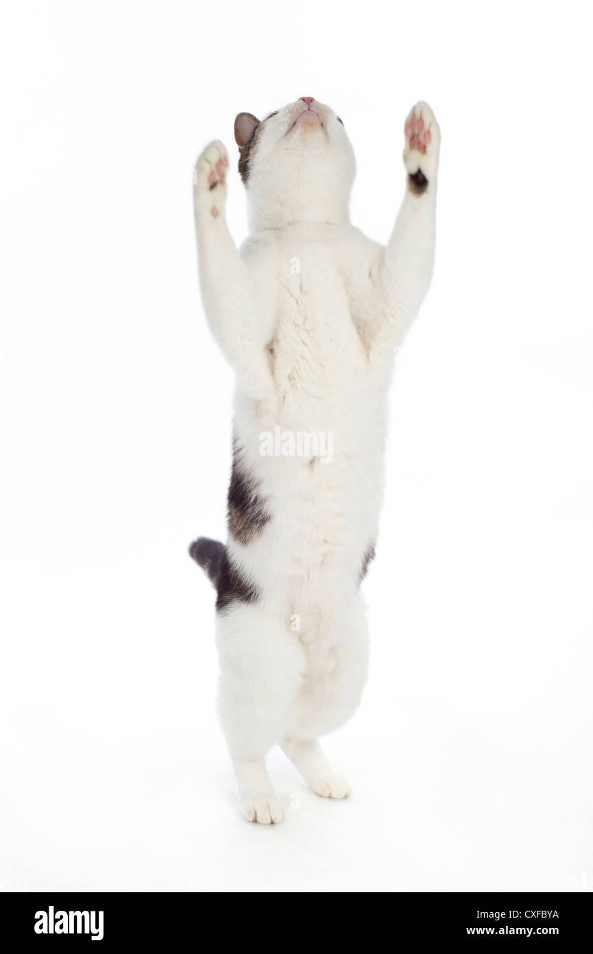 Cat sulle zampe posteriori con zampe in aria, studio shot con sfondo bianco Foto Stock