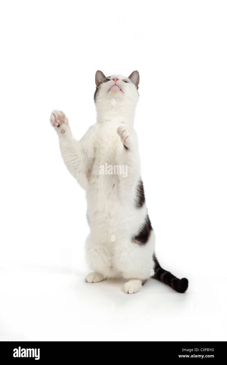 Cat sulle zampe posteriori con zampe in aria, studio shot con sfondo bianco Foto Stock