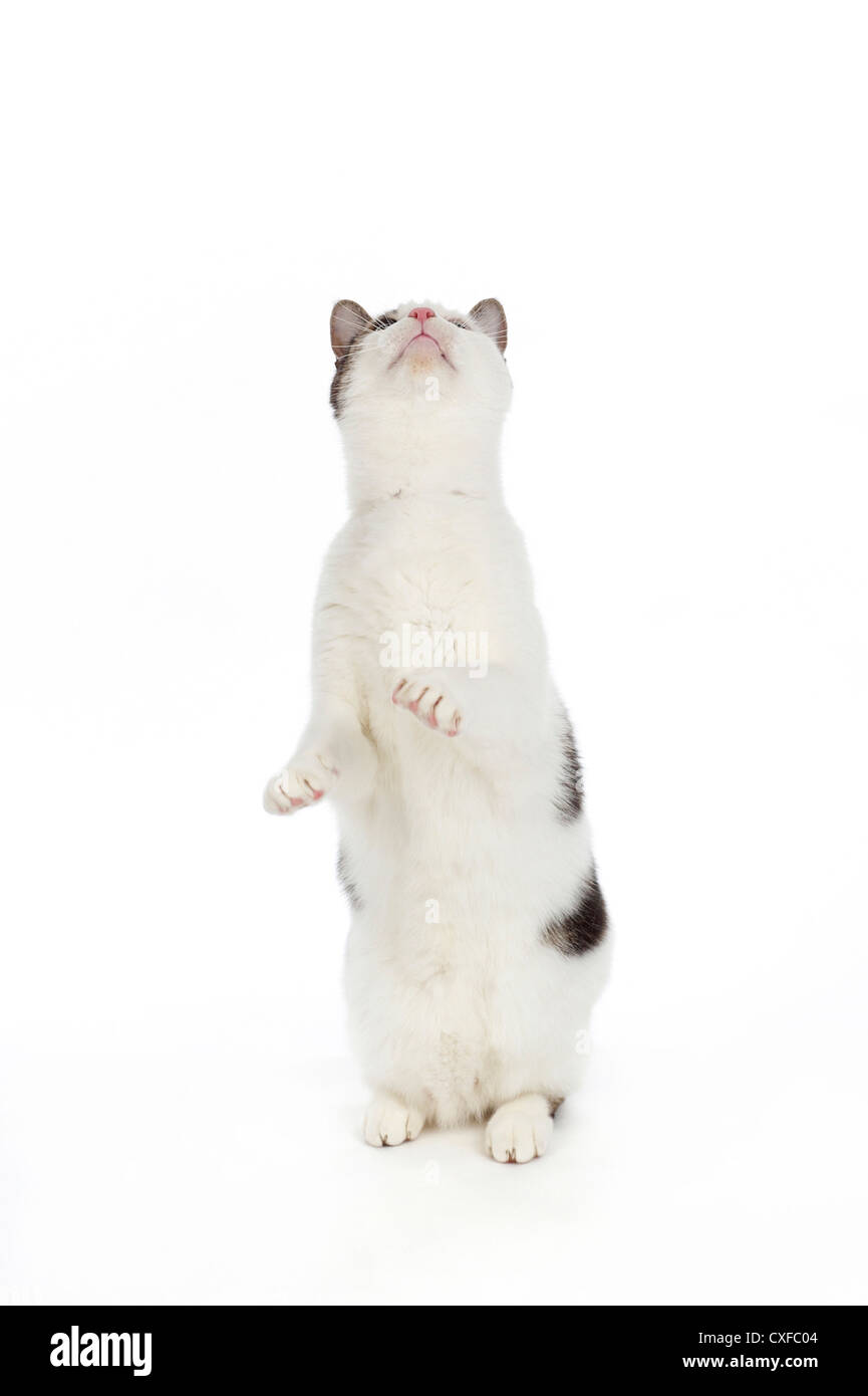 Cat sulle zampe posteriori con zampe in aria, studio shot con sfondo bianco Foto Stock