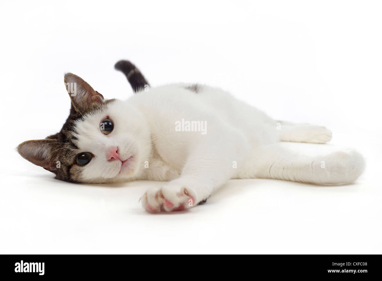Gatto sdraiato, studio shot con sfondo bianco Foto Stock