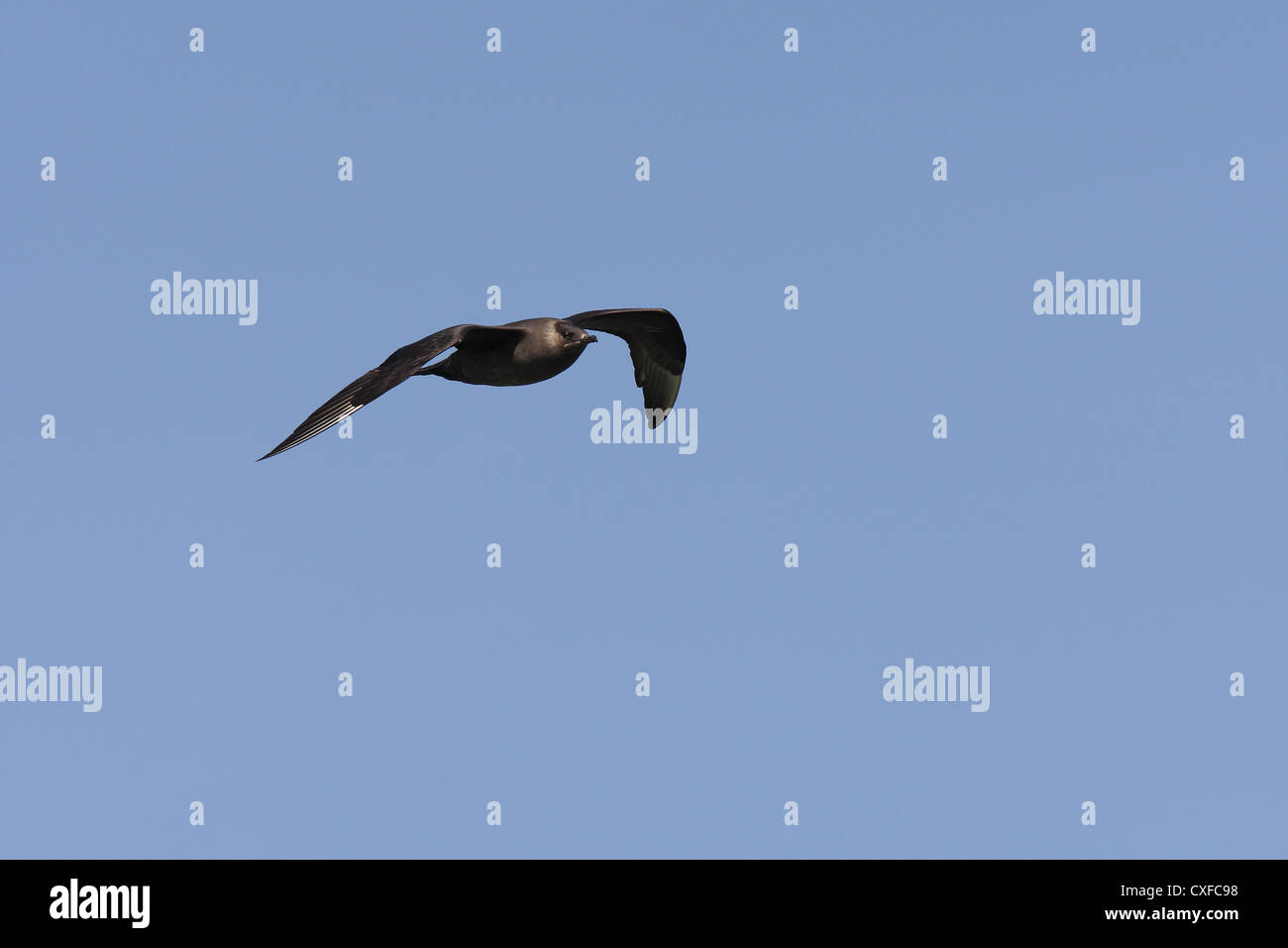 Dark morph / fase Arctic Skua (parassita) Jaeger Stercorarius parasiticus, Shetland, Scotland, Regno Unito Foto Stock