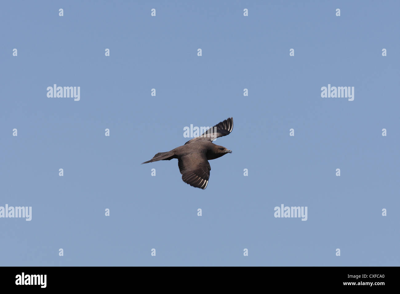 Dark morph / fase Arctic Skua (parassita) Jaeger Stercorarius parasiticus, Shetland, Scotland, Regno Unito Foto Stock