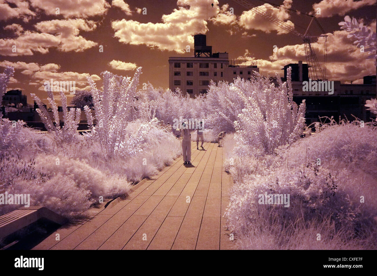 Foto a infrarossi della Highline Park in Chelsea, Manhattan New York City Foto Stock