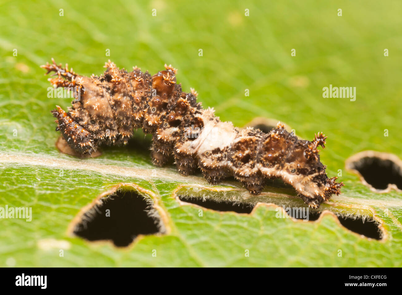 Un Viceré Butterfly (Limenitis archippus) caterpillar (larva), che imita un uccello caduta alimentazione su una foglia di pioppi neri americani Foto Stock