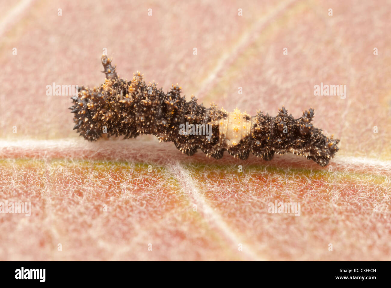 Un Viceré Butterfly (Limenitis archippus) early instar (caterpillar larva), che imita un uccello caduta su una foglia di pioppi neri americani Foto Stock