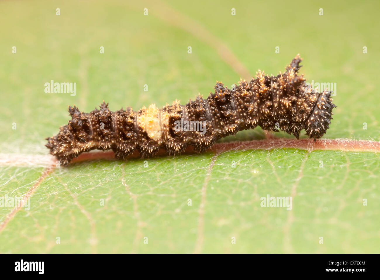 Un Viceré Butterfly (Limenitis archippus) early instar (caterpillar larva), che imita un uccello caduta su una foglia di pioppi neri americani Foto Stock