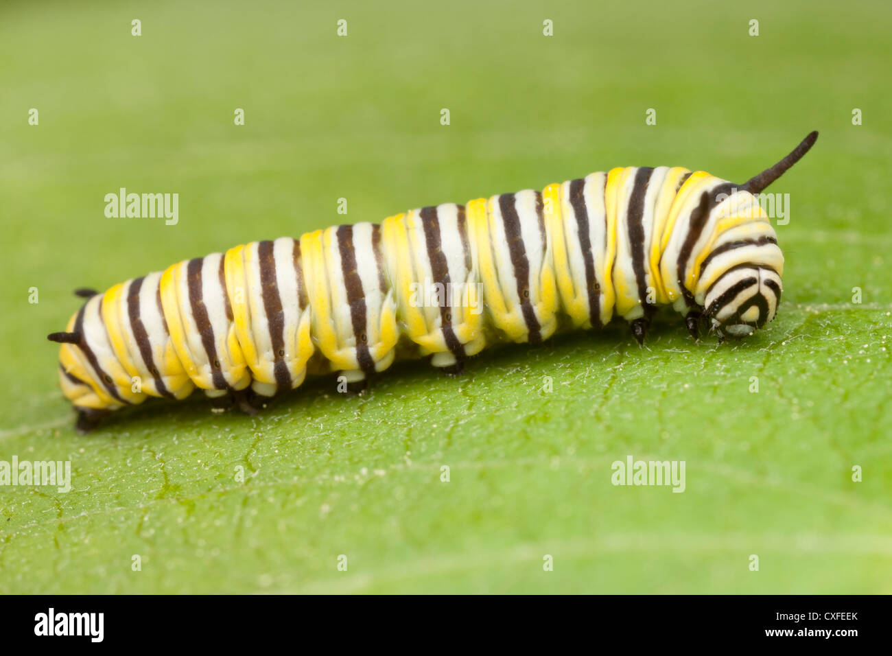 Farfalla monarca (Danaus Plexippus) - Caterpillar (larva) instar 4 su un impianto Milkweed leaf Foto Stock