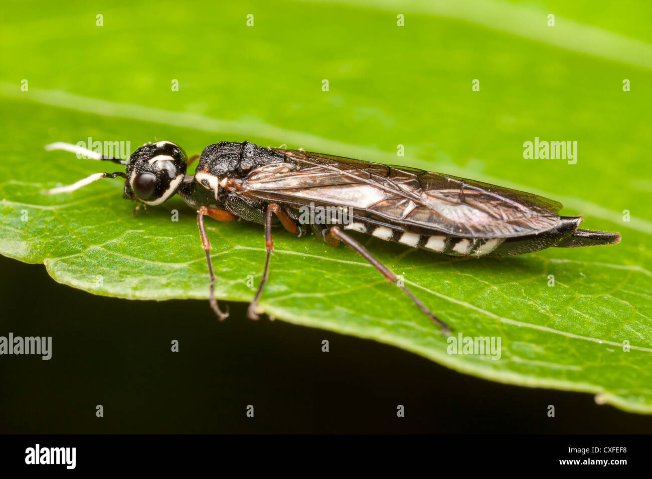 Xiphydriid Legno wasp (Xiphydria maculata) - Femmina Foto Stock