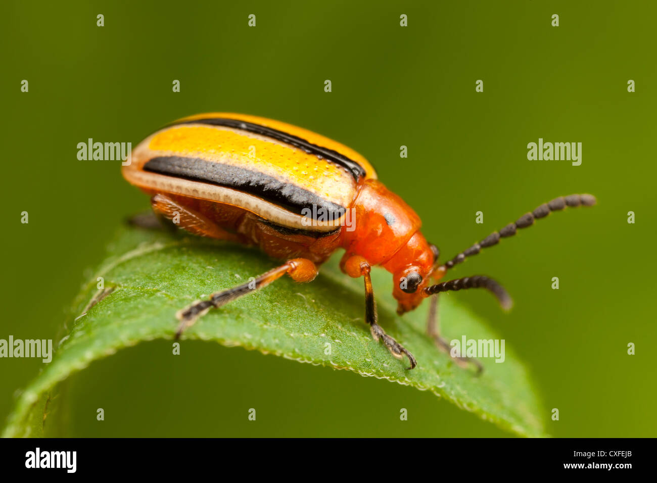 Tre-rigato Potato Beetle (Lema daturaphila) Foto Stock