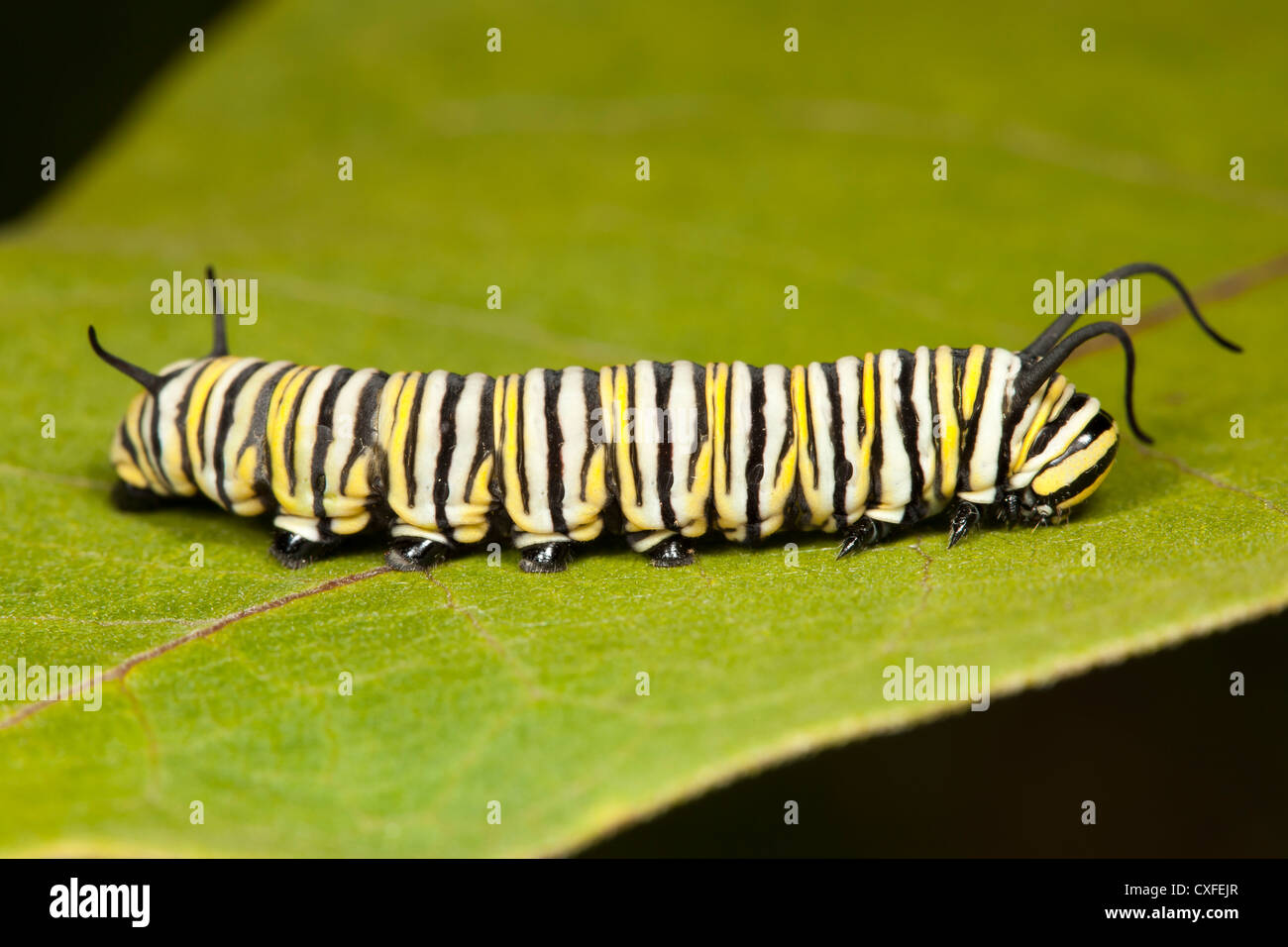 Farfalla monarca (Danaus Plexippus) caterpillar (larva) instar 5 su un impianto Milkweed leaf Foto Stock