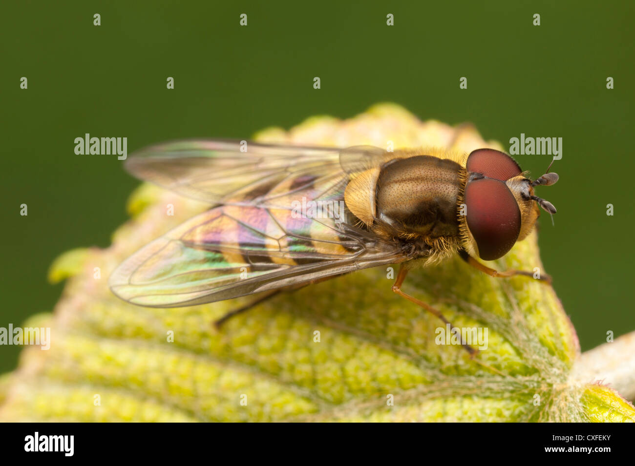 Flower Fly (Syrphus sp.) - maschio Foto Stock