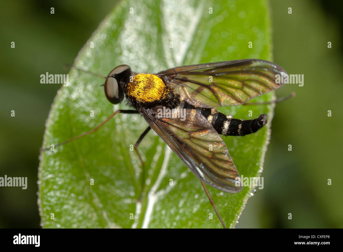 Golden-backed beccaccino Fly (Chrysopilus thoracicus) - maschio Foto Stock