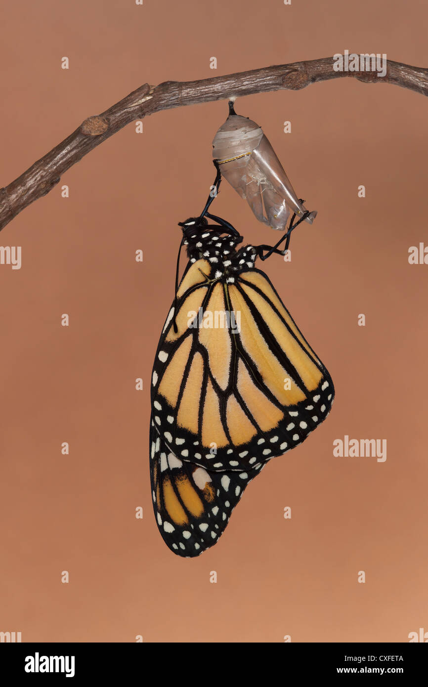 Una farfalla monarca (Danaus plexippus) essiccare le sue ali durante la prima ora dopo emergenti dalla sua crisalide Foto Stock