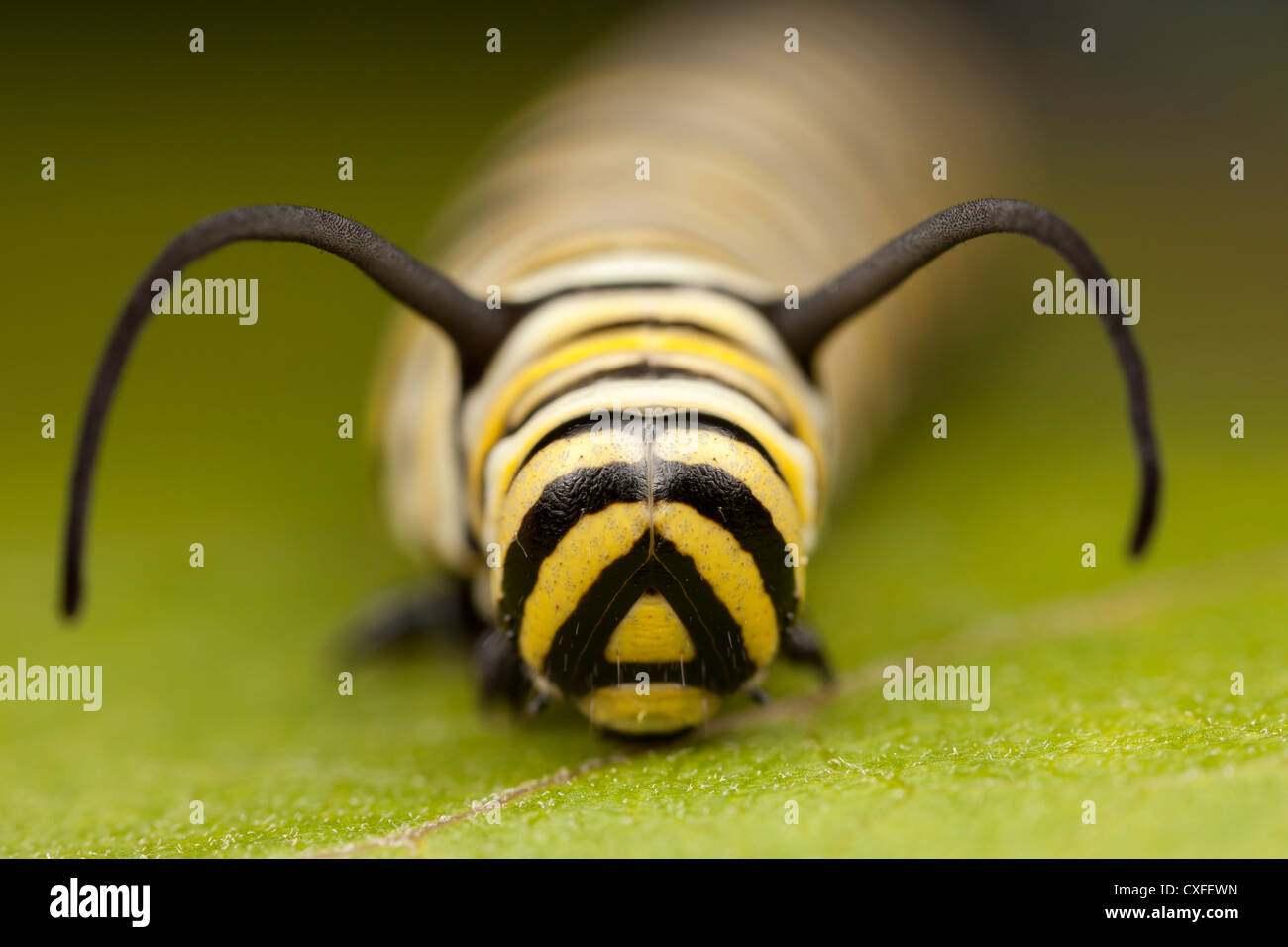 Una vista frontale della testa di un quinto instar farfalla monarca (Danaus Plexippus) caterpillar (larva) Foto Stock