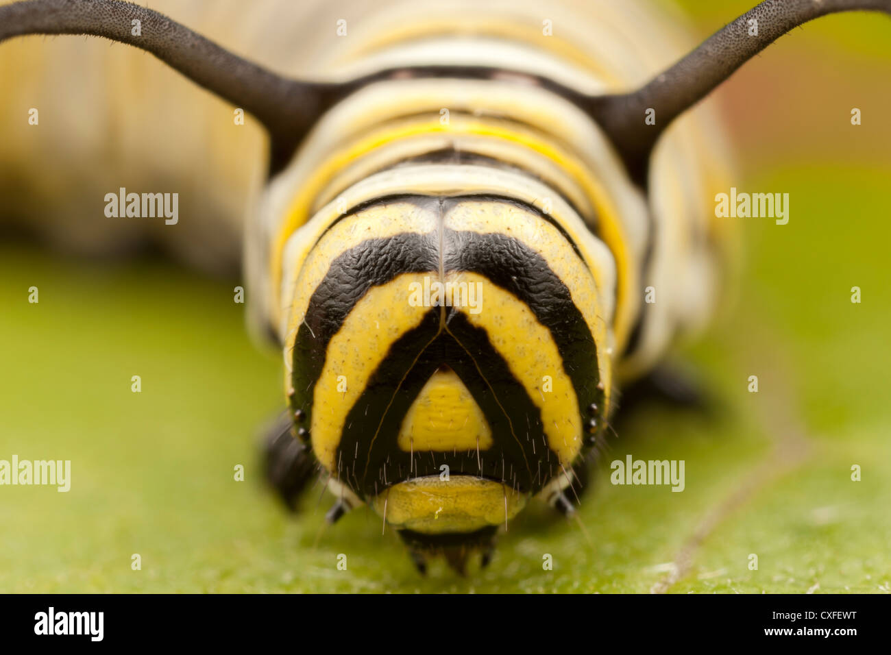 Una vista frontale della testa di un quinto instar farfalla monarca (Danaus Plexippus) caterpillar (larva) Foto Stock