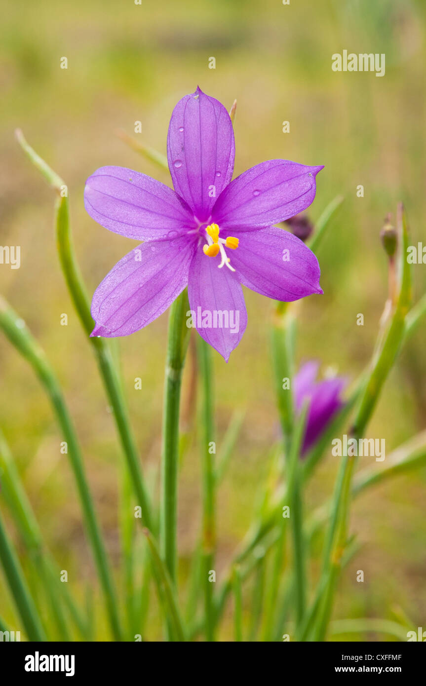Vedova di erba fiori, Parete Coyote Trail, Columbia River Gorge, Washington. Foto Stock