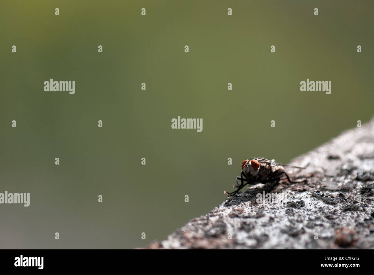 Al volo... Foto Stock