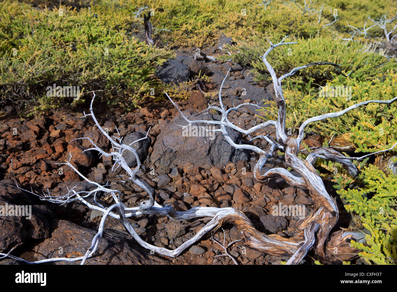 Rami secchi su terreno in La Palma de la Caldera de Taburiente a Isole Canarie Foto Stock