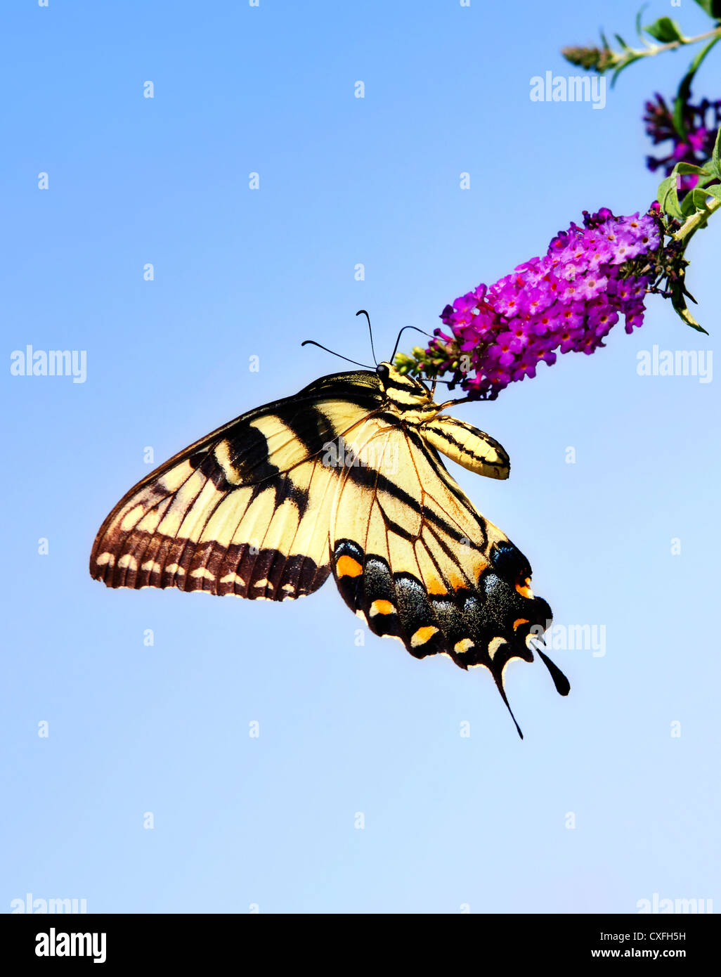 Orientale a coda di rondine di Tiger butterfly (Papilio glaucus) sulla boccola a farfalla fiore Foto Stock