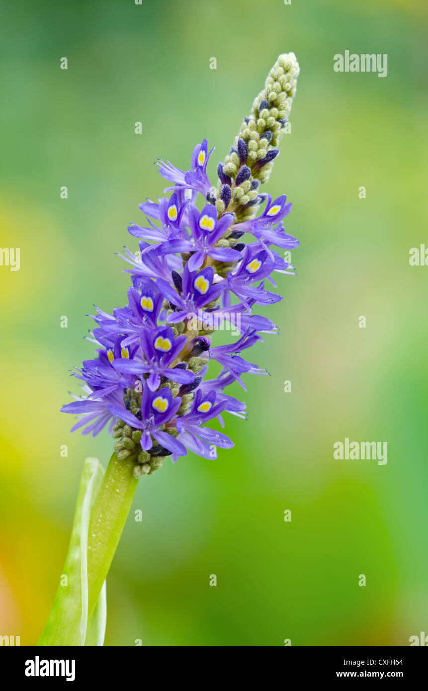 Blooming Pickerelweed (Pontederia cordata) impianto di acqua Foto Stock